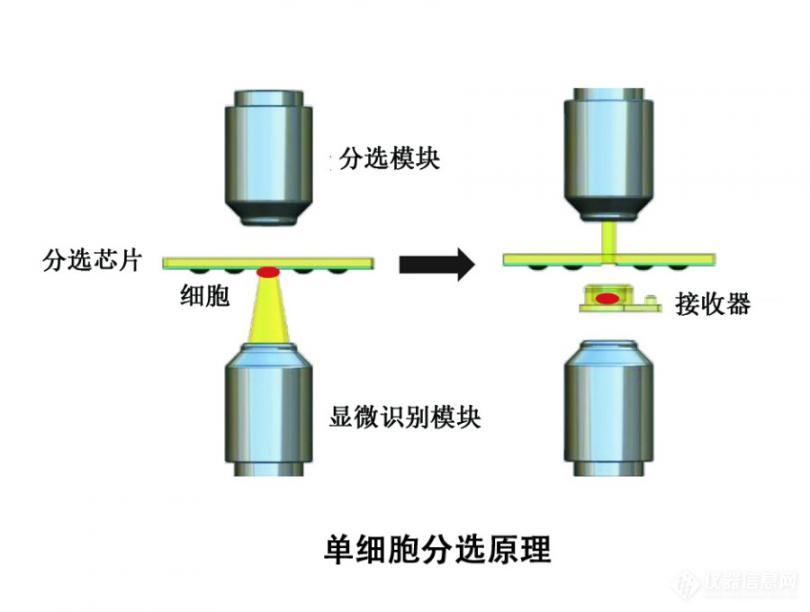 02 单细胞分选原理图.jpg