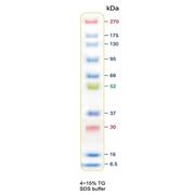 彩色预染超宽范围蛋白Marker（6.5-270KDa）    250ul×1