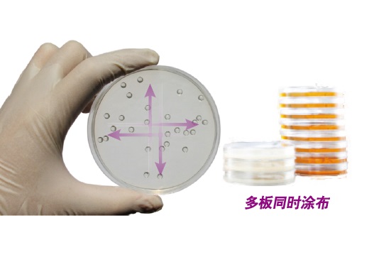 平板涂布玻璃珠（无菌） 100g