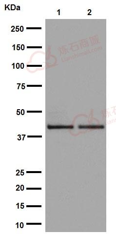 Anti-DUSP9 antibody [EPR15541]  100µl