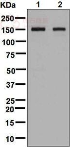 Anti-CNTN4 antibody [EPR8736]  100µl