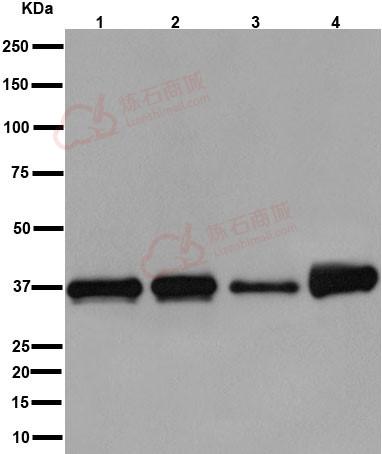 Anti-ARA9 [EPR13585] antibody  10µl