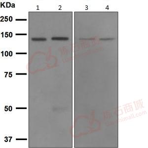 Anti-CARD11 antibody [EPR2557]  40µl