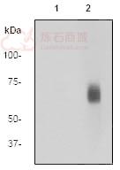 Anti-Paxillin (phospho Y181) antibody [EP41(2)Y]  100µl