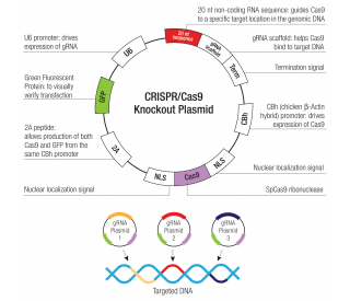 TAF II p100 Double Nickase Plasmid (m2)  20 µg