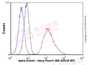 Anti-alpha Actinin antibody [EP2527Y]  10µl