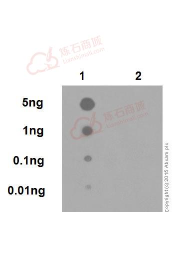 Anti-Amyloid Precursor Protein (phospho T743) antibody [EPR7074(N)]  10µl