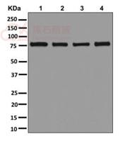 Anti-PRMT7 antibody [EPR13489] - N-terminal  10µl