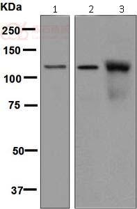 Anti-NUP98 antibody [EPR6678] - Nuclear Pore Marker  10µl