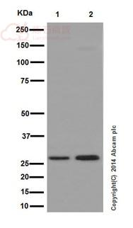 Anti-KCTD5 antibody [EPR16312] - C-terminal  10µl