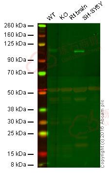 Anti-Baf180 antibody [EPR15860]  100µl