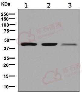 Anti-ACAA2 antibody [EPR6732(2)]  100µl