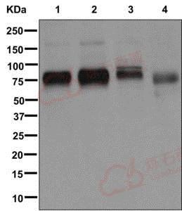 Anti-Embigin homolog antibody [EPR11417]  40µl