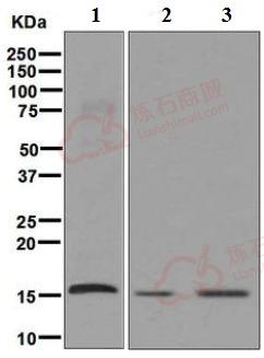 Anti-AP2S1 antibody [EPR2697(2)]  10µl