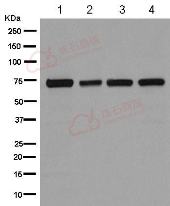 Anti-COG6 antibody [EPR14170(B)] - C-terminal  10µl