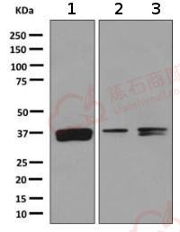 Anti-MPG antibody [EPR10959(B)]  100µl