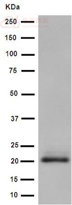 Anti-MCEMP1 antibody [EPR14393] - C-terminal  40µl