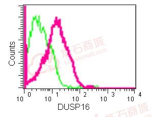 Anti-DUSP16 antibody [EPR13583]  100µl