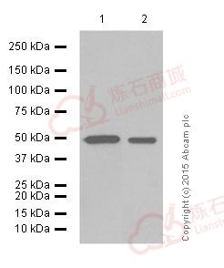 Anti-Monocarboxylic acid transporter 1 antibody [ERR13706(B)] - C-terminal  10µl