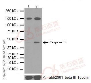 Anti-Caspase-9 antibody [E23]  100µl