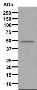 Anti-CYP3A7 antibody [EPR10650(2)(B)]  100µl