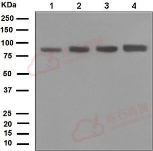 Anti-DDX50 antibody [EPR5272]  10µl