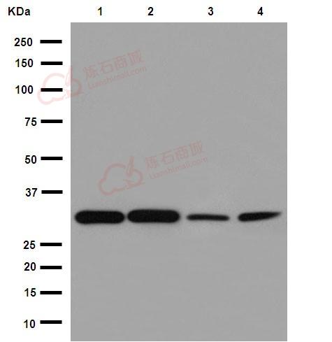 Anti-ECH1 antibody [EPR15449(B)] - C-terminal  40µl