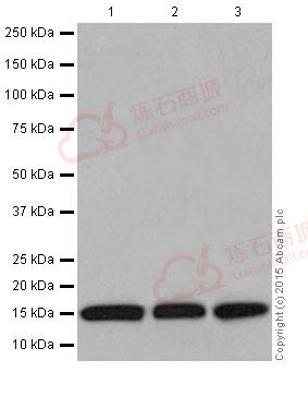 Anti-Histone H3 antibody [EPR17785]  40µl