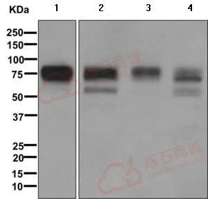 Anti-Embigin homolog antibody [EPR11418]  10µl