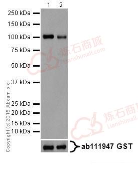 Anti-PKC alpha + beta 2 + gamma antibody [EPR18104]  40µl