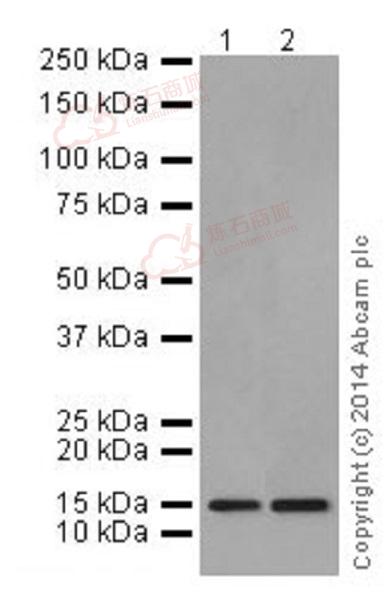 Anti-Histone H3.3 antibody [EPR17899] - ChIP Grade  40µl