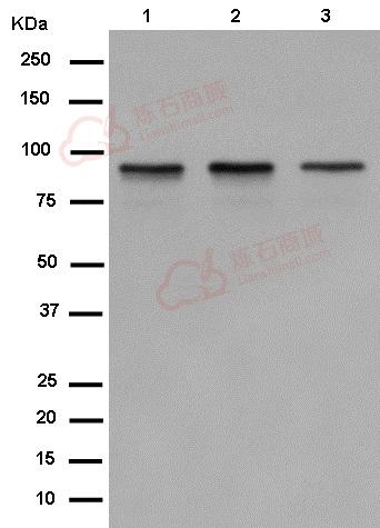 Anti-DDX21 antibody [EPR14495]  40µl