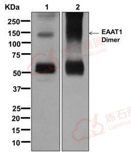 Anti-EAAT1 antibody [EPR12685] - N-terminal  10µl