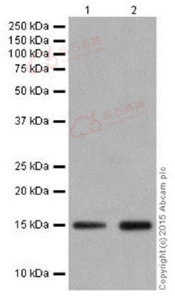 Anti-Histone H3 (formyl K122) antibody [EPR17896]  10µl