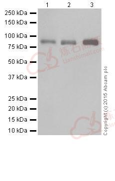 Anti-BRSK1 antibody [EPR18190]  40µl