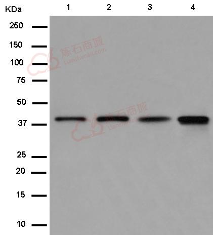 Anti-Bif antibody [EPR11857]  40µl