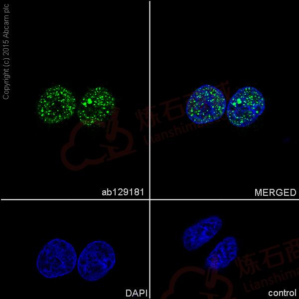 Anti-CtBP1 antibody [EPR6800]  40µl