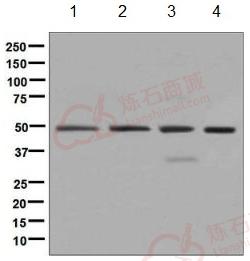 Anti-eIF3e antibody [EPR6878(2)]  10µl