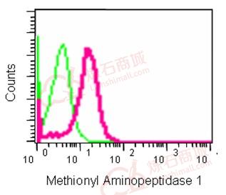 Anti-Methionyl Aminopeptidase 1 antibody [EPR15452(B)]  10µl