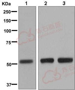 Anti-CYP7B1 antibody [EPR8395]  40µl