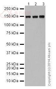 Anti-Collagen VI antibody [EPR17077] - C-terminal  100µl