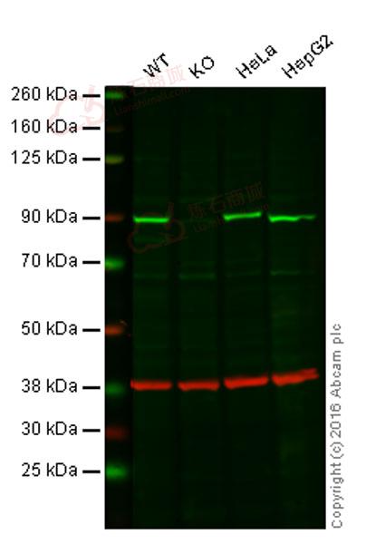 Anti-NAK/TBK1 antibody [EP611Y]  40µl