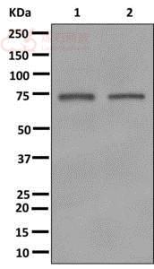 Anti-Guanylyl Cyclase alpha 1 antibody [EPR12270]  40µl