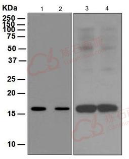 Anti-FLAP antibody [EPR5640]  100µl