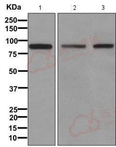 Anti-PDZRN4 antibody [EPR11852]  10µl