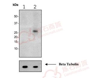 Anti-FADD (phospho S194) antibody [EPR1816Y]  40µl