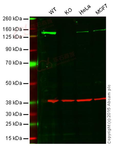 Anti-HAUSP / USP7 antibody [EPR4254]  100µl