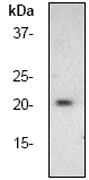 Anti-Bad antibody [Y208]  40µl