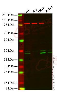 Anti-Caspase-9 antibody [EPR18107]  40µl
