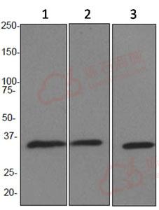 Anti-APE1 antibody [EPR4022]  10µl